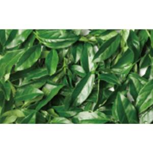 Camellia sinensis seed extract