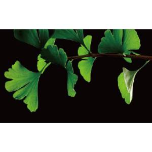 Ginkgo Biloba Leaf Extract